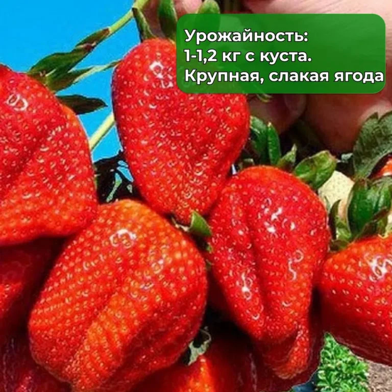 Рассада клубника сорт Азия (среднеранняя, крупноплодный сорт, селекция Италия ) - 15 саженцев (окс фриго)