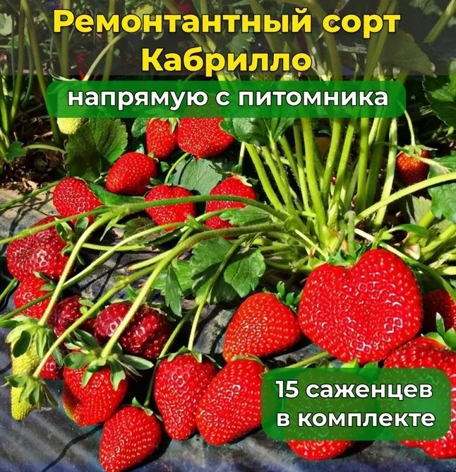 Рассада клубника сорт Кабрилло (ремонтантный, высоко урожайный сорт, селекция США) - 15 саженцев (окс фриго)